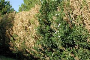 xylella